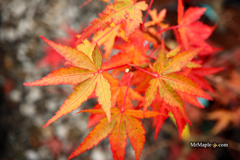 Acer palmatum 'Millstone Orange' Japanese Maple