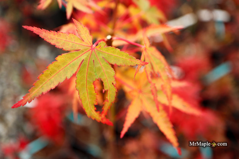 Acer palmatum 'Millstone Orange' Japanese Maple