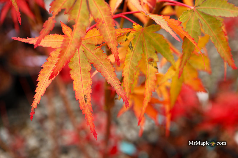 Acer palmatum 'Millstone Orange' Japanese Maple