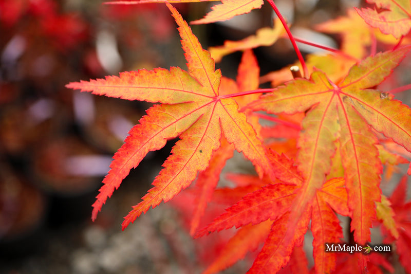 Acer palmatum 'Millstone Orange' Japanese Maple
