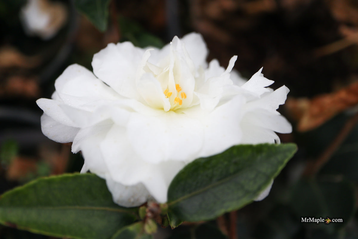 Buy Camellia japonica 'Mine no Yuki' White Flowering Camellia — Mr Maple │  Buy Japanese Maple Trees
