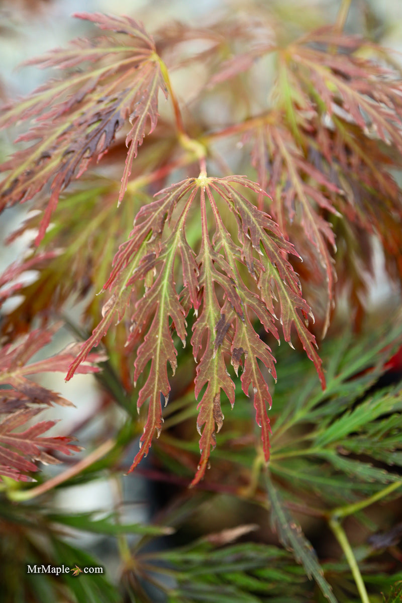 Acer palmatum 'Mischa' Weeping Red Japanese Maple