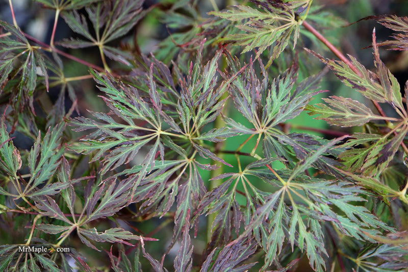 Acer palmatum 'Mischa' Weeping Red Japanese Maple