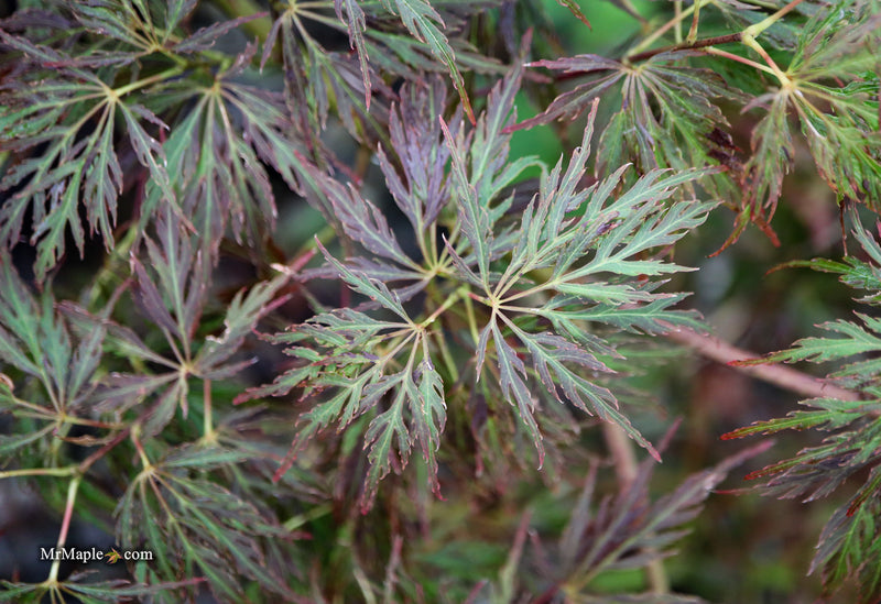 Acer palmatum 'Mischa' Weeping Red Japanese Maple