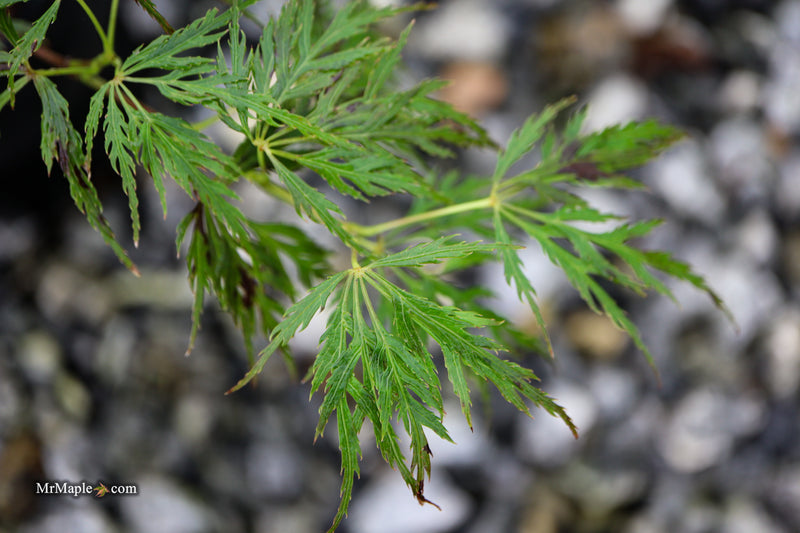 Acer palmatum 'Mischa' Weeping Red Japanese Maple