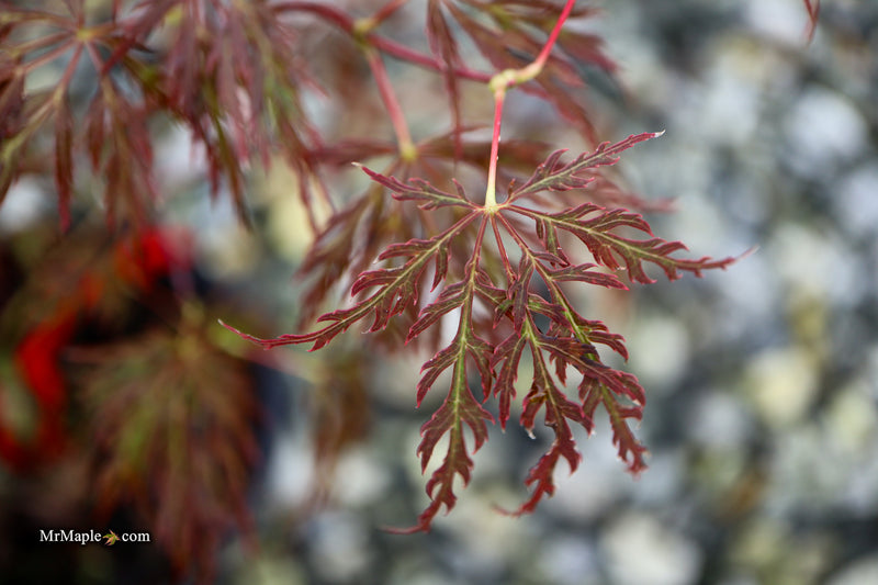 Acer palmatum 'Mischa' Weeping Red Japanese Maple