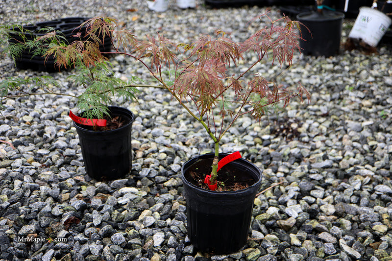 Acer palmatum 'Mischa' Weeping Red Japanese Maple