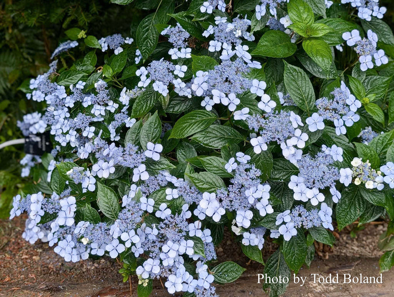 Hydrangea serrata 'BlueBird' Japanese Mountain Hydrangea
