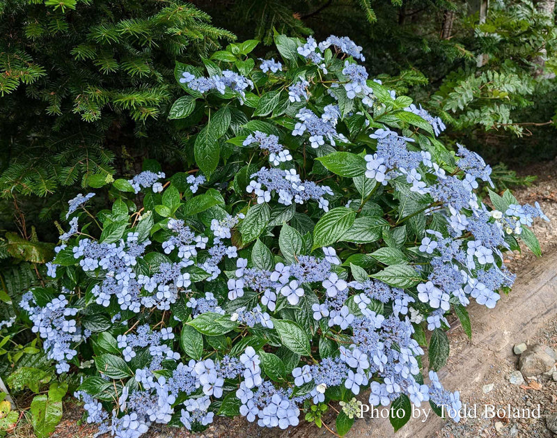 Hydrangea serrata 'BlueBird' Japanese Mountain Hydrangea