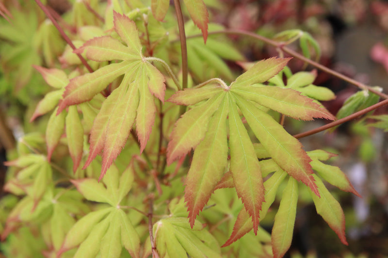 Acer palmatum 'Misty Moon' Japanese Maple