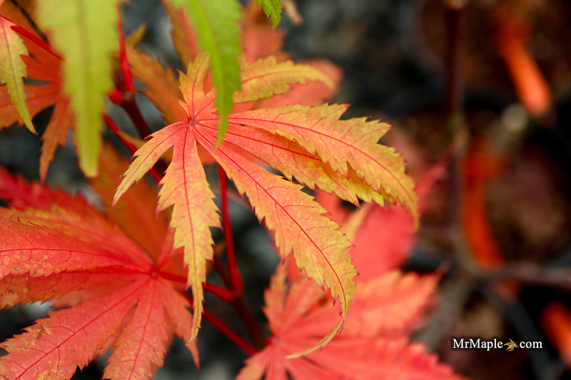 Acer palmatum 'Miwa' Variegated Japanese Maple