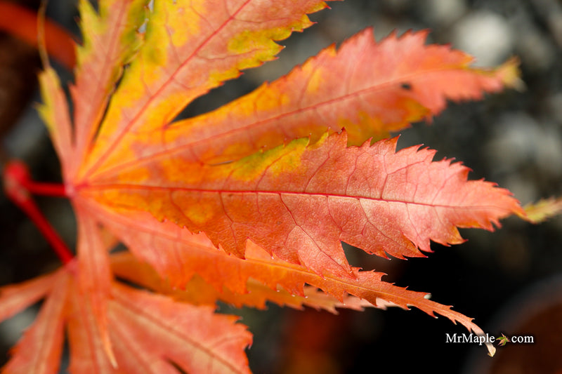 Acer palmatum 'Miwa' Variegated Japanese Maple