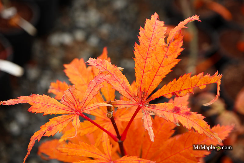 Acer palmatum 'Miwa' Variegated Japanese Maple