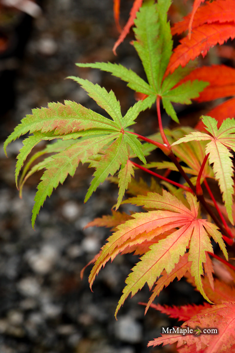 Acer palmatum 'Miwa' Variegated Japanese Maple