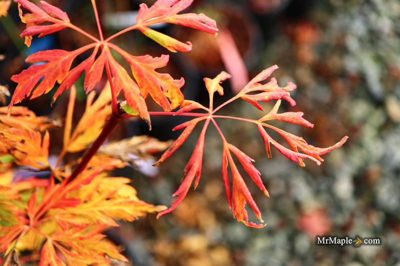 Acer circinatum 'Monroe' Japanese Maple