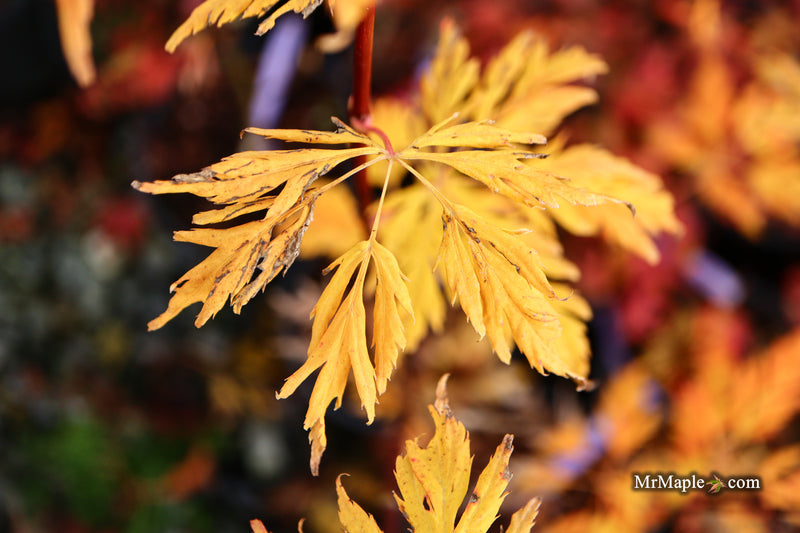 Acer circinatum 'Monroe' Japanese Maple