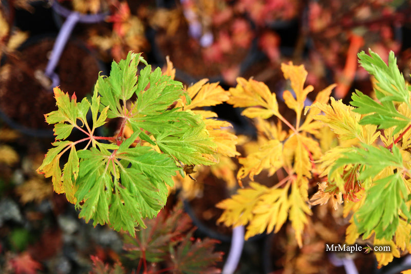 Acer circinatum 'Monroe' Japanese Maple