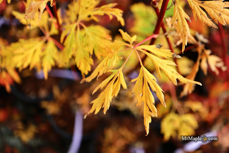 Acer circinatum 'Monroe' Japanese Maple