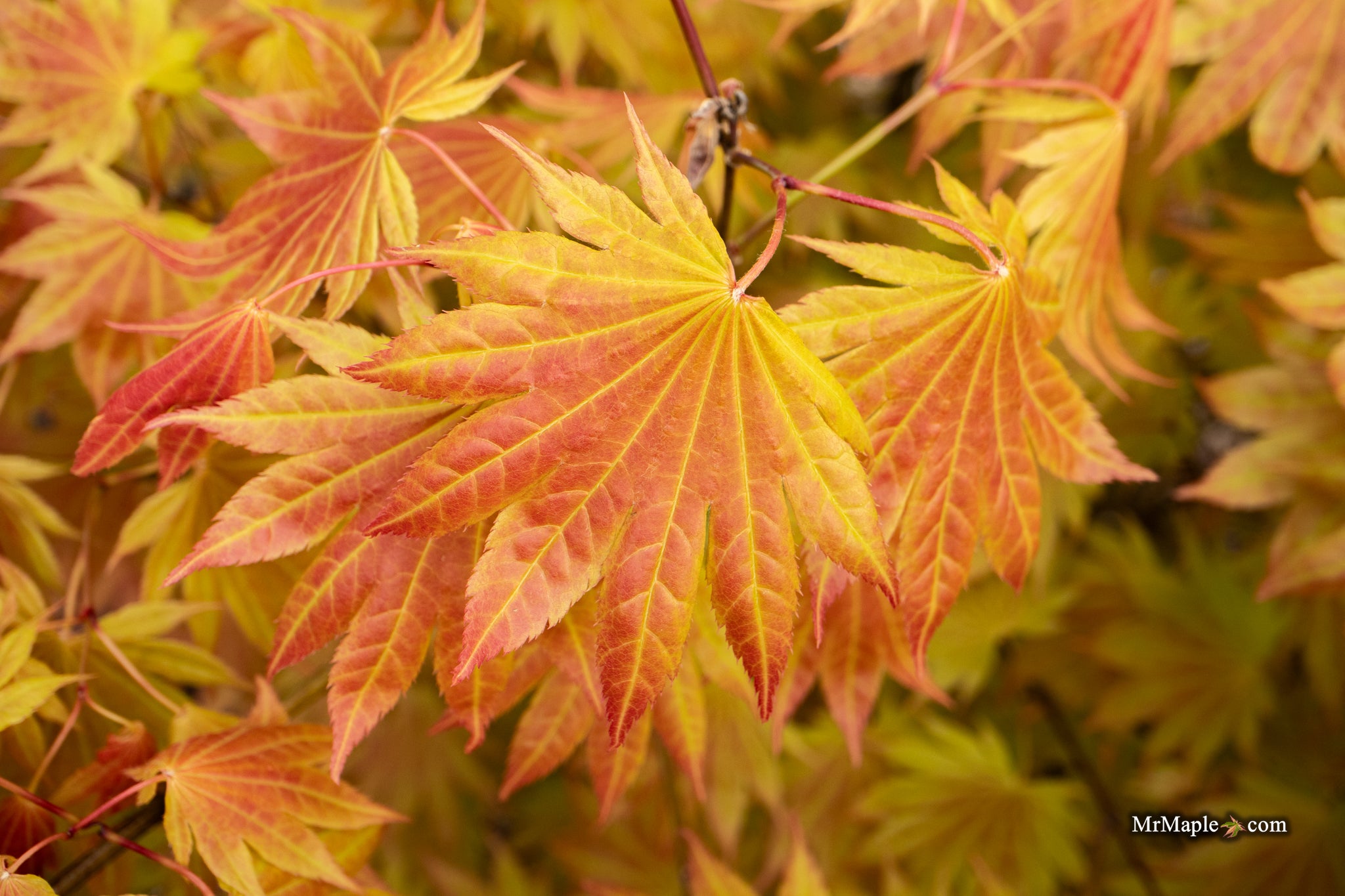 Buy Acer shirasawanum Moonrise™ Full Moon Japanese Maple — Mr