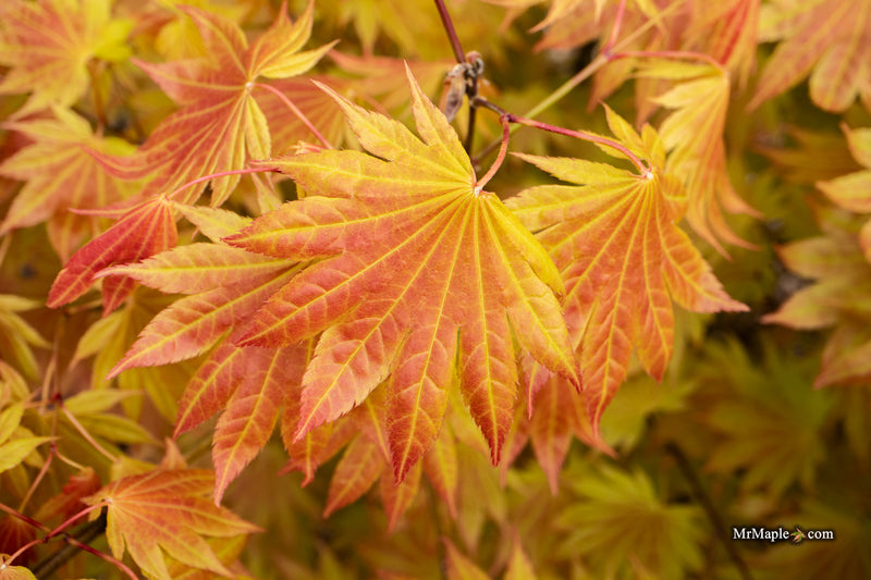 Acer shirasawanum Moonrise™ Full Moon Japanese Maple