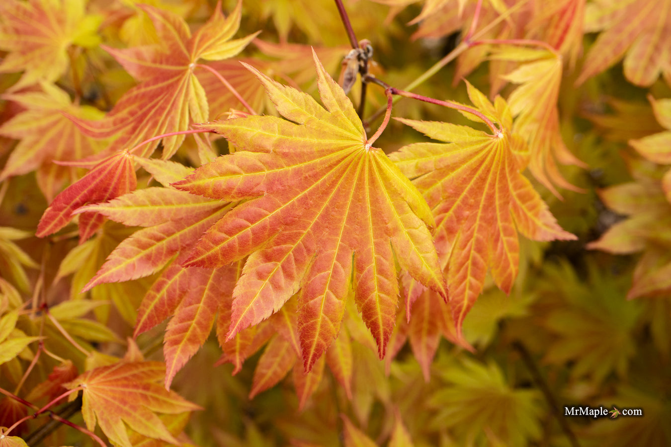 New Weekly Selection