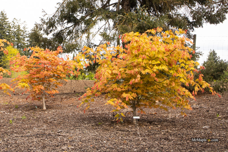 Acer shirasawanum Moonrise™ Full Moon Japanese Maple