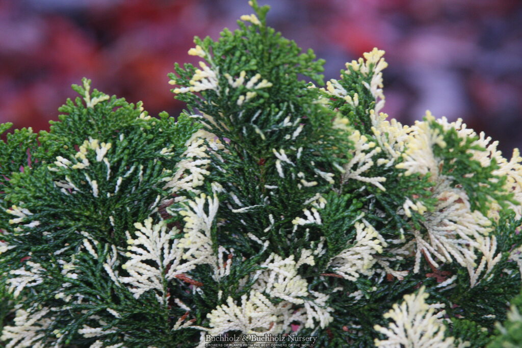 Chamaecyparis obtusa 'Moonshine’ Hinoki Cypress