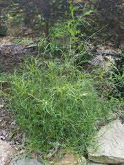 - Morus alba 'Ito' Nuclear Blast Dwarf White Mulberry - Mr Maple │ Buy Japanese Maple Trees