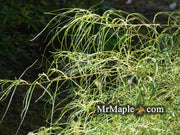 - Morus alba 'Ito' Nuclear Blast Dwarf White Mulberry - Mr Maple │ Buy Japanese Maple Trees