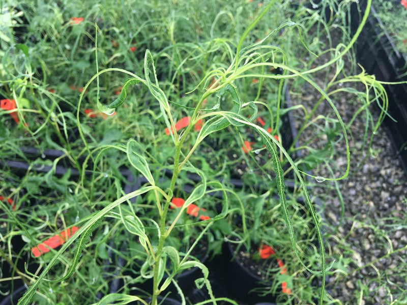 - Morus alba 'Ito' Nuclear Blast Dwarf White Mulberry - Mr Maple │ Buy Japanese Maple Trees