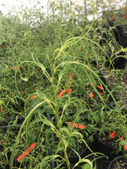 - Morus alba 'Ito' Nuclear Blast Dwarf White Mulberry - Mr Maple │ Buy Japanese Maple Trees