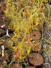 - Morus alba 'Ito' Nuclear Blast Dwarf White Mulberry - Mr Maple │ Buy Japanese Maple Trees