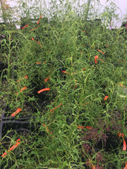 - Morus alba 'Ito' Nuclear Blast Dwarf White Mulberry - Mr Maple │ Buy Japanese Maple Trees