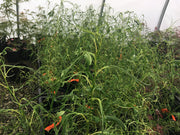 - Morus alba 'Ito' Nuclear Blast Dwarf White Mulberry - Mr Maple │ Buy Japanese Maple Trees