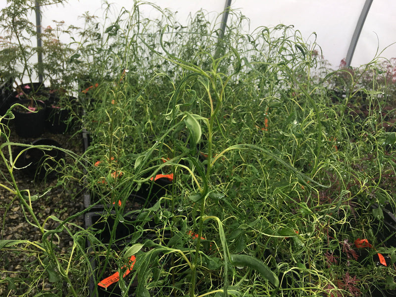 - Morus alba 'Ito' Nuclear Blast Dwarf White Mulberry - Mr Maple │ Buy Japanese Maple Trees