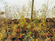 - Morus alba 'Ito' Nuclear Blast Dwarf White Mulberry - Mr Maple │ Buy Japanese Maple Trees