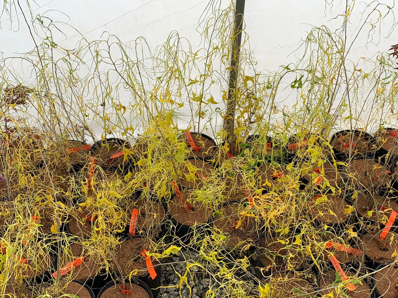 - Morus alba 'Ito' Nuclear Blast Dwarf White Mulberry - Mr Maple │ Buy Japanese Maple Trees