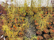 - Morus alba 'Ito' Nuclear Blast Dwarf White Mulberry - Mr Maple │ Buy Japanese Maple Trees