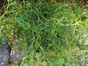 - Morus alba 'Ito' Nuclear Blast Dwarf White Mulberry - Mr Maple │ Buy Japanese Maple Trees