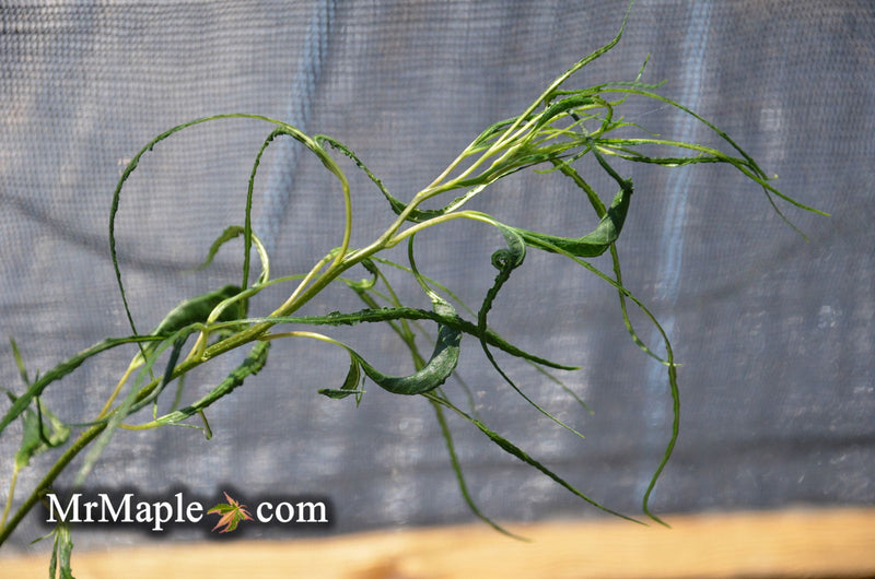 - Morus alba 'Ito' Nuclear Blast Dwarf White Mulberry - Mr Maple │ Buy Japanese Maple Trees