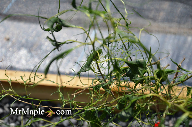 - Morus alba 'Ito' Nuclear Blast Dwarf White Mulberry - Mr Maple │ Buy Japanese Maple Trees