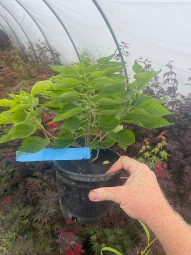 - Morus alba 'Nana' White Mulberry - Mr Maple │ Buy Japanese Maple Trees