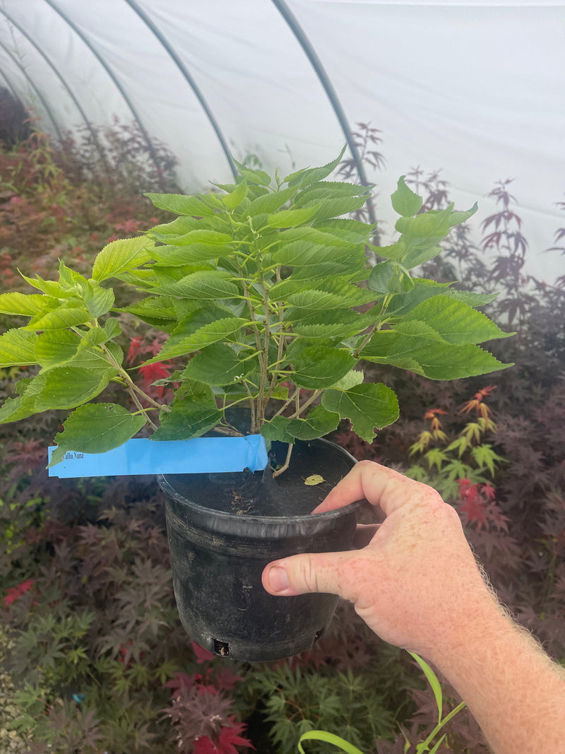 - Morus alba 'Nana' White Mulberry - Mr Maple │ Buy Japanese Maple Trees
