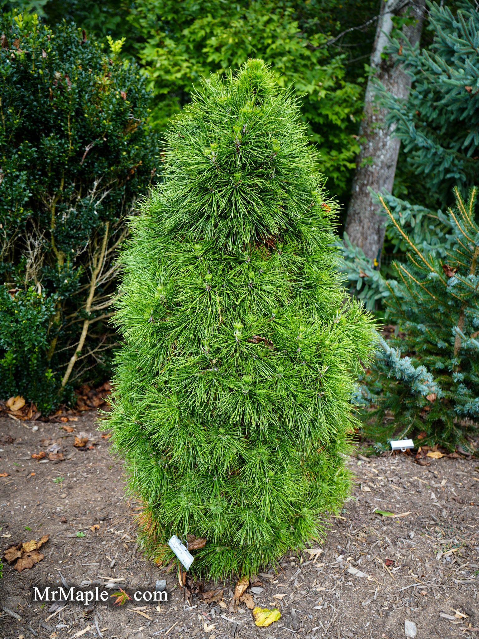 Buy Pinus sylvestris 'Moseri' Dwarf Yellow Scots Pine — Mr Maple