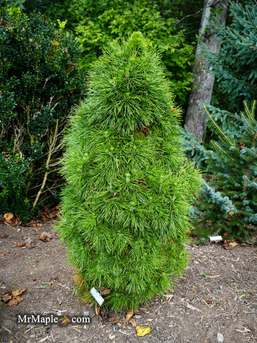 Pinus sylvestris 'Moseri' Dwarf Yellow Scots Pine