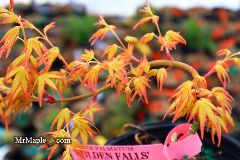 - FOR PICK UP ONLY | Acer palmatum 'Golden Falls' Weeping Golden Japanese Maple | DOES NOT SHIP - Mr Maple │ Buy Japanese Maple Trees