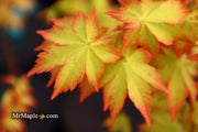 - FOR PICK UP ONLY | Acer palmatum 'Summer Gold' Japanese Maple | DOES NOT SHIP - Mr Maple │ Buy Japanese Maple Trees