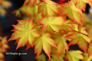 - FOR PICK UP ONLY | Acer palmatum 'Summer Gold' Japanese Maple | DOES NOT SHIP - Mr Maple │ Buy Japanese Maple Trees