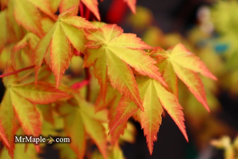 - FOR PICK UP ONLY | Acer palmatum 'Summer Gold' Japanese Maple | DOES NOT SHIP - Mr Maple │ Buy Japanese Maple Trees