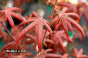 - FOR PICK UP ONLY | Acer palmatum 'Peve Starfish' Japanese Maple | DOES NOT SHIP - Mr Maple │ Buy Japanese Maple Trees